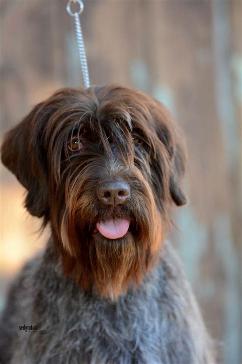 They are a loving member of the family, devoted. 127 best Wirehaired Pointing Griffon images on Pinterest ...