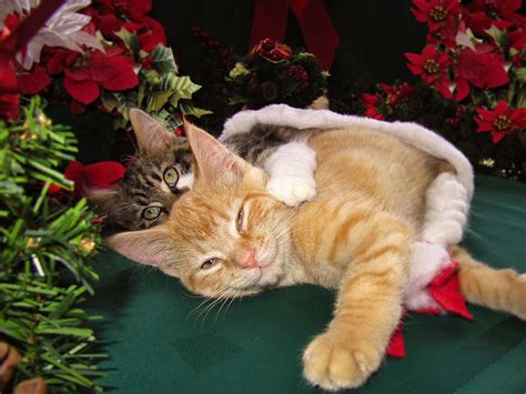 Christmas Time W Two Cats Together Baby Maine Coon Kitty Cuddling
