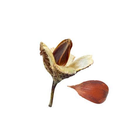 Beech Nut Nutrition And Health Properties Veggies Info