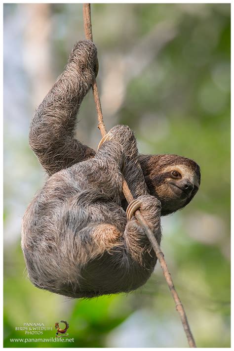 Featured Species Brown Throated Three Toed Sloth Bradypus Variegatus