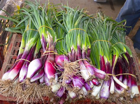 5 tanaman yang ditakuti kecoak, coba tanam agar rumah bebas dari kecoak! Cara Mudah Menanam dan Budidaya Bawang Merah | Bibit Online