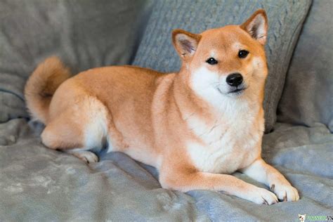 1 Chó Shiba Inu Cách Nuôi Chăm Sóc Giá Bán Và Mua ở đâu