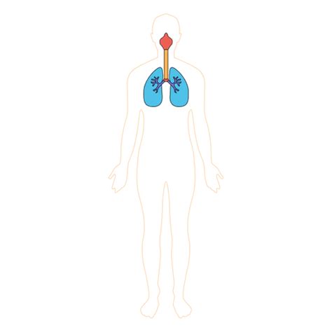 Human Lungs Respiration Oxygen Body Transparent Png And Svg Vector File