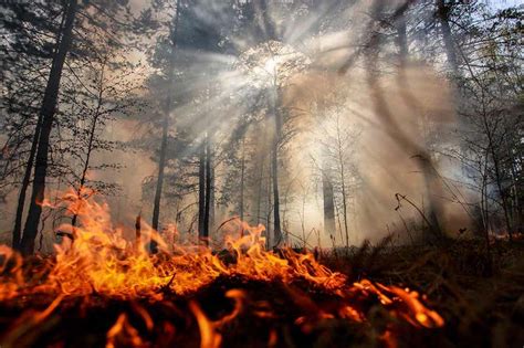 Unprecedented Arctic Megafires Are Releasing A Huge Amount Of Co2 New