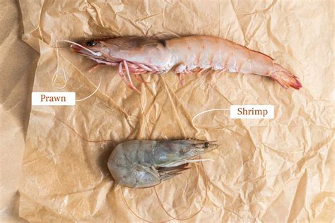 Prawn Shrimp Difference