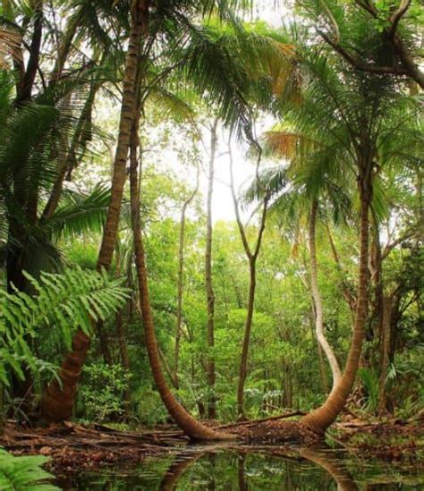 Esta área protegida desde 2006 es un selva húmeda con una vegetación