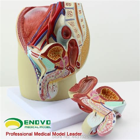 Human Body Anatomy Model Male Reproductive Urinary System Model In My