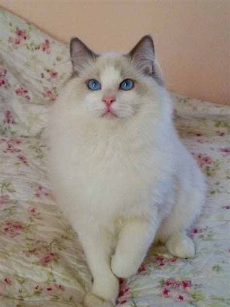 Comparing Blue Point And Blue Bicolor Ragdoll Cats