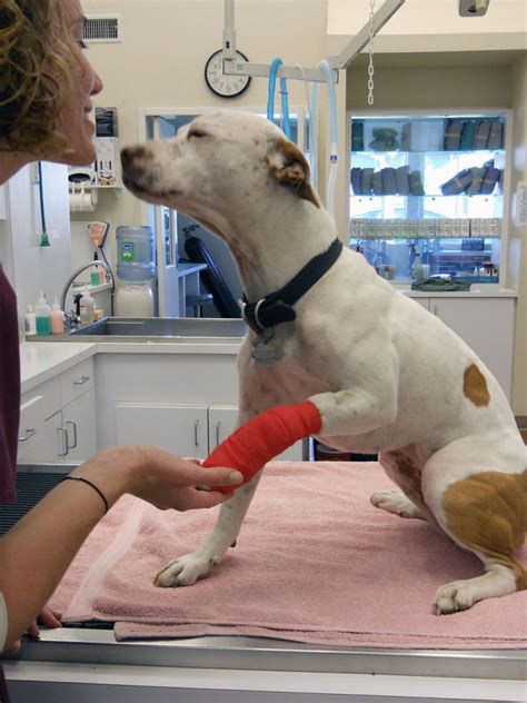 Bandage Instructions Animal Care Clinic