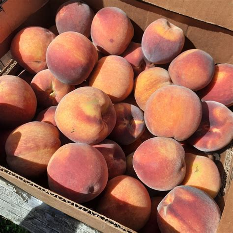Paugh's Orchard - 🍑🍑🍑🍑🍑🍑🍑 The Laurel are here and boy are... | Facebook