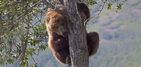 Photo Essay Grizzly Climbs A Tree In Katmai National Park
