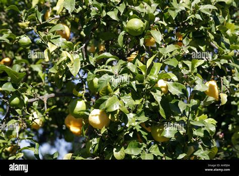 Lemon And Lime Fruit Tree Grafted Or Hybrid Stock Photo Alamy