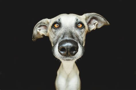 All pet portraits are hand drawn or painted by professional artists. Photographer takes pictures of his playful and beloved ...