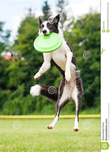 Border Collie Dog Catching Frisbee In Jump Stock Photo