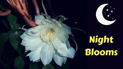 Flowers That Bloom At Night Names