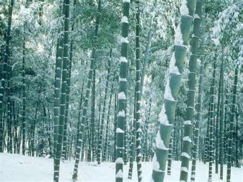 Bamboo Forest In Snow Nishiyama Kyoto Japan Photographic Print