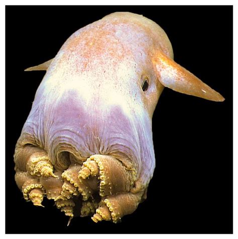 Strange Sea Creature Miami Weird Sea Creatures Sea Creatures Gambaran