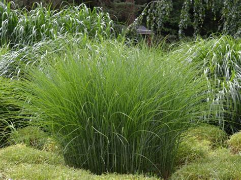 Sun Loving Ornamental Grass Growing Ornamental Grass In Full Sun