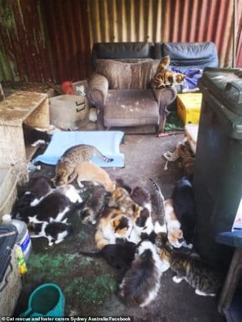 Feral Cats Overrun Kingsford Home And Authorities Threaten To Euthanise