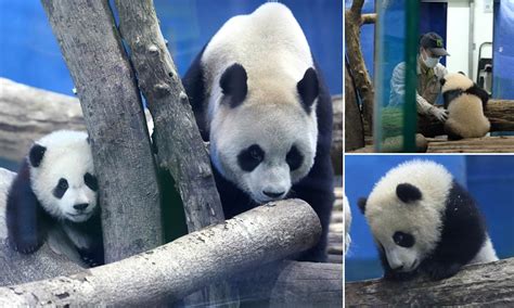 Second Taiwan Born Panda Cub Named Round Baby Makes