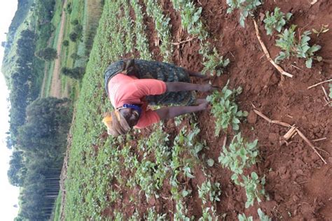 Rural Women in Agriculture. | ActionAid Uganda