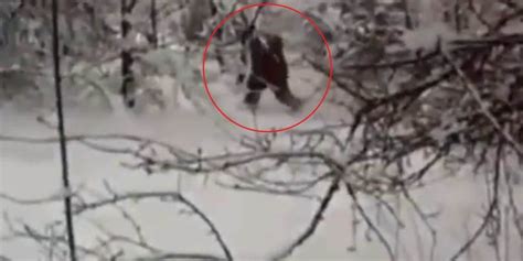 Russians Claim Indisputable Proof Of Yeti In 2020 Yeti Mythical