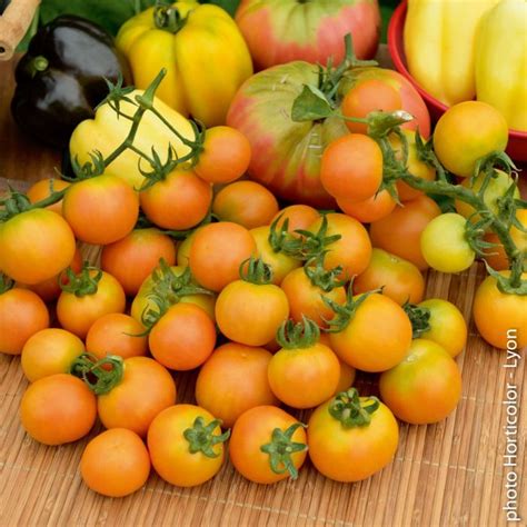Tomate Cerise Jaune Gusta Mini ® Yellow Potager Meilland Richardier