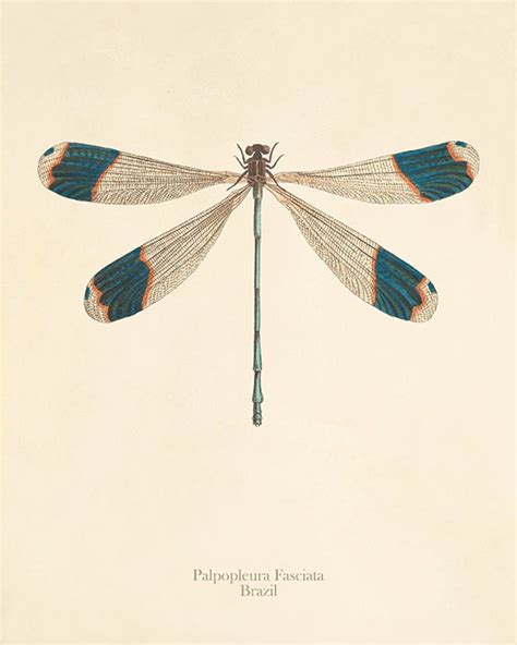 Giclée Prints Art And Collectibles 1897 Dragonfly And Birds Print