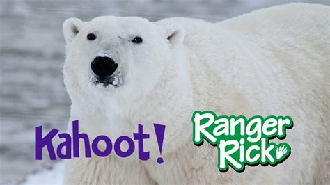 Kahoot Chill Out With Polar Bears Nwf Ranger Rick