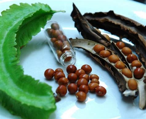 Pilih benih biji unggul atau dengan kualitas paling bagus, agar dapat menghasilkan pohon apel yang prima. Cara Menanam Kecipir dalam Pot atau Polybag