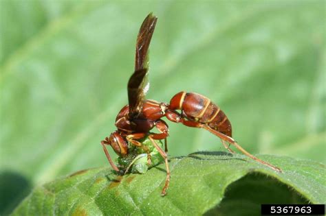 Check out this garden pest. paper wasps (Polistes spp. ) on tobacco hornworm (Manduca ...