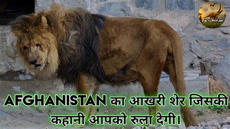 Marjan The Last Lion Of Afghanistan Story In Hindi। The Symbol Of