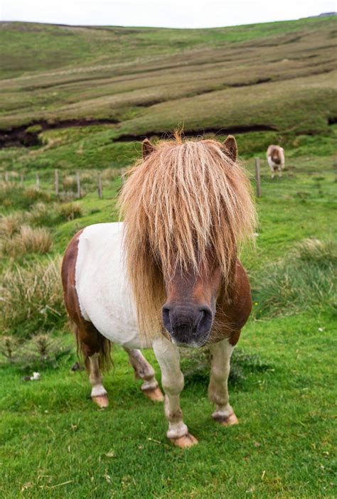 Shetland Ponies Shetland Pony Shetland Pony