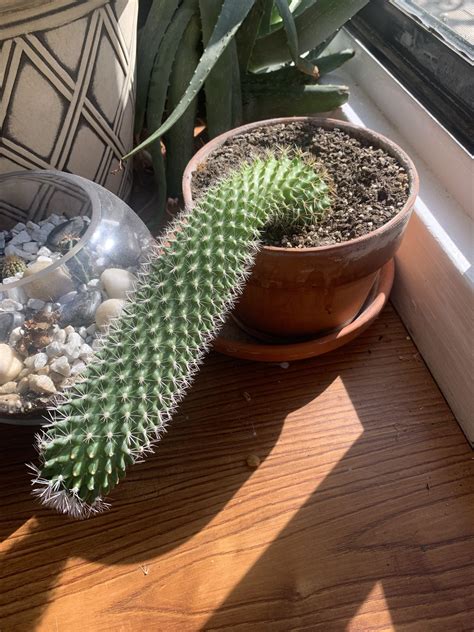 But first let's separate the cacti from the succulents. Is there anything else I can try to get my cactus to stand ...