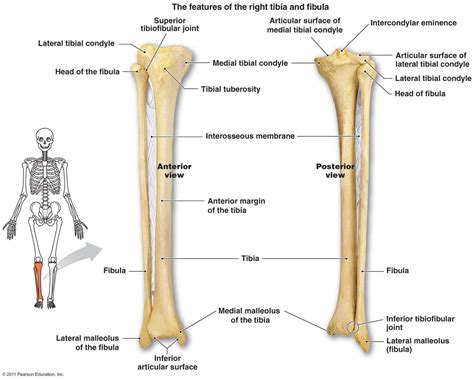 The thinnest and most lateral leg bone, forming only the here's a diagram with the tibia bone labelled, as well as the fibula, showcasing all their surface. osteo tibia, fibula, foot - Biological Anthropology An240s ...