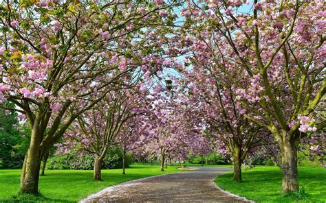 Beautiful Cherry Blossom Trees — Stock Photo © 1000words