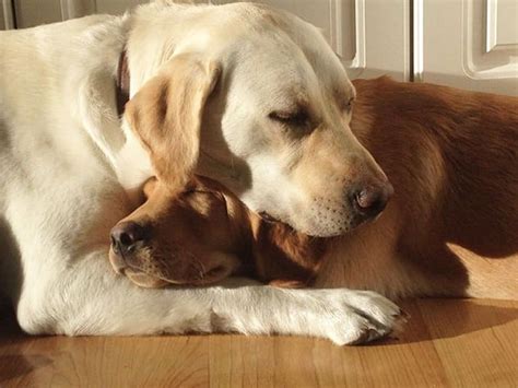 20 Adorable Photos Of Dogs Being Best Friends