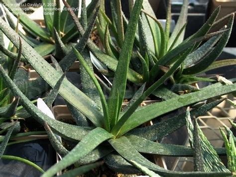 The day melts away, and i find my shoulders drop a bit as i. PlantFiles Pictures: Aloe, Pearl Aloe, Lizard Tail ...