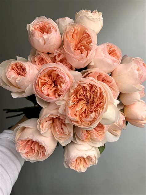Pin On Roses At Potomac Floral Wholesale