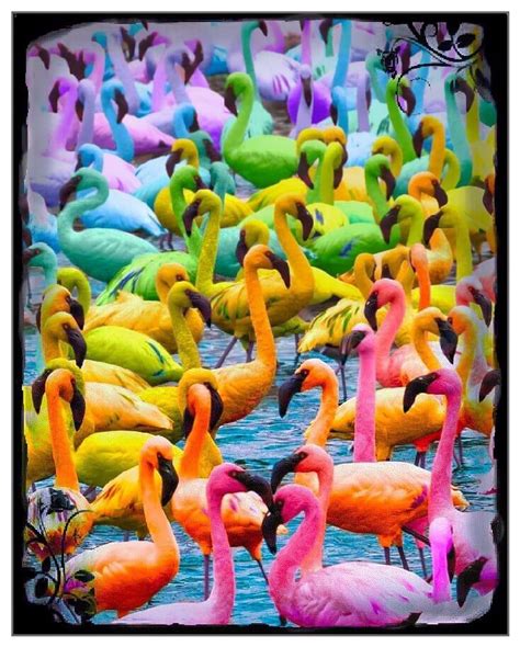 Flamingos Colorful Animals Rainbow Pictures Animals