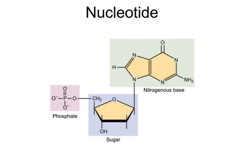 What Is The Basic Shape And Makeup Of A Nucleotide Saubhaya Makeup