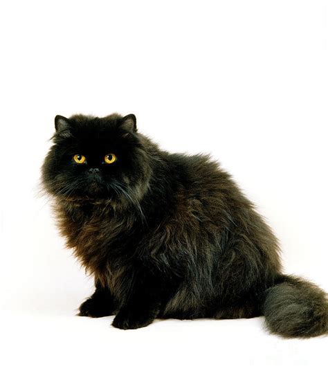 Black Persian Cat Photograph By Gerard Lacz Pixels
