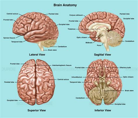 Science Source Brain Anatomy Illustration Brain Anatomy Human