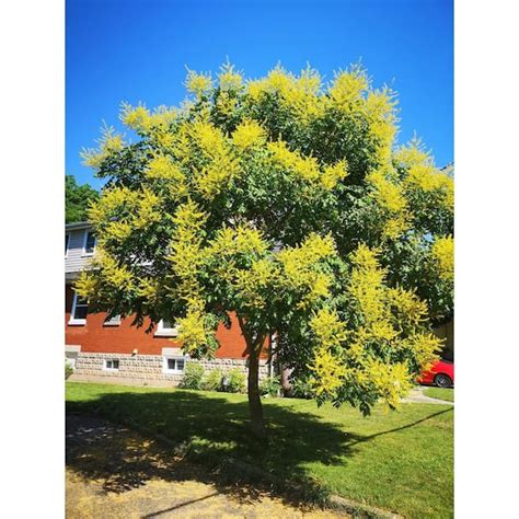 Online Orchards Golden Rain Tree Bare Root 3 Ft To 4 Ft Tall