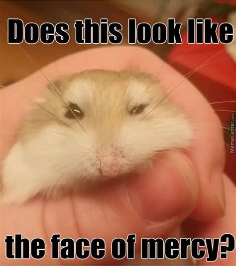 63 Hilarious Hamster Memes That Will Crack You Up Always Pets