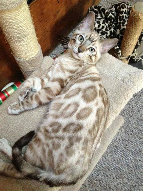 Charcoal mink are slightly darker in the body than regular mink, and have a black face mask as seen in the photos below. Charcoal Snow Bengal Cat - Pets Ideas