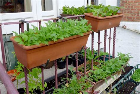 For a fall crop, sow them in late summer and fall. Balcony farming - Diary of a Brussels Kitchen Garden