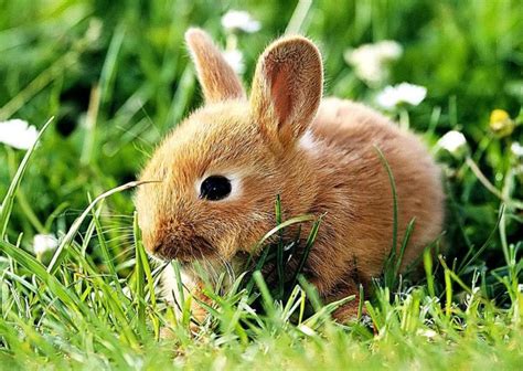 Free Download Cute Baby Animals Small Gray Rabbit Wallpapers Hd Hd