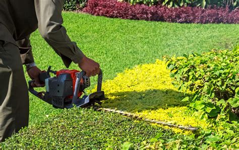 A Man Trimming Shrub With Hedge Trimmer Stock Image Image Of Care