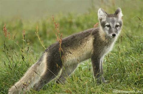 Arctic Fox Facts And Information For Kids Habitat And Adaptations